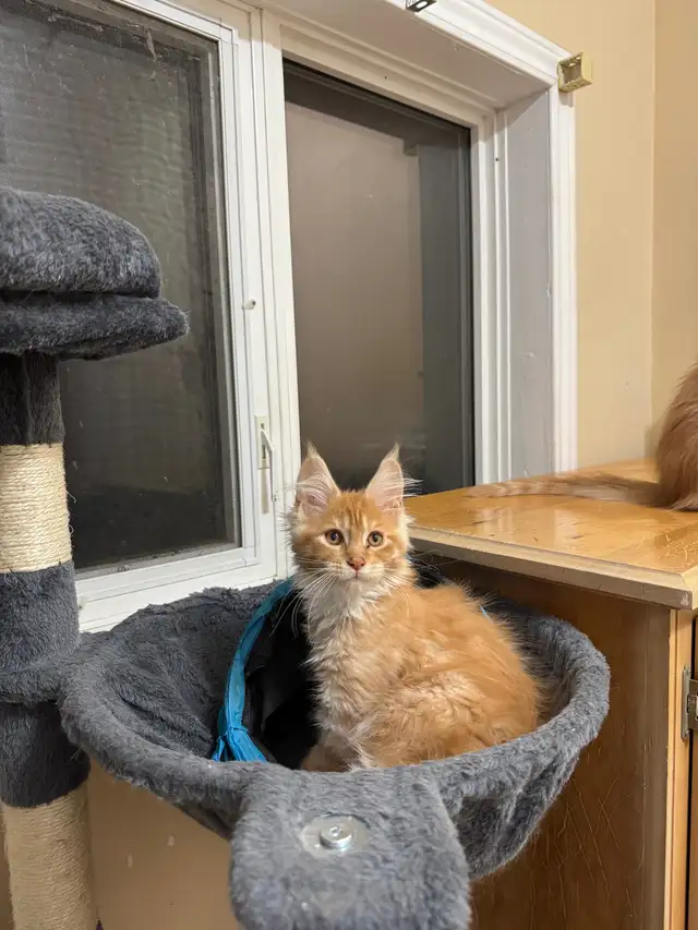 Maine coon babies in Cats & Kittens for Rehoming in Moncton - Image 3