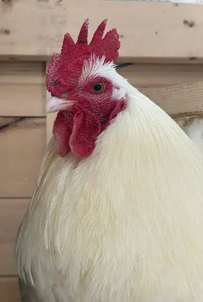 Friendly Cockerel Looking For a Home, View more