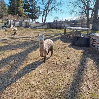 Iso alphca female I have an yearly and she needs a companion not looking to spend alot please let me...
