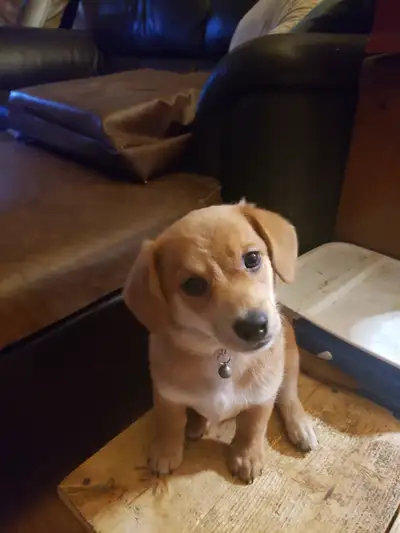 puppies for sale, View more