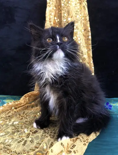 Outgoing Maine Coon Kitten, View more