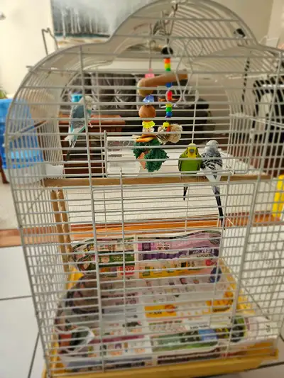 Three Budgies with Complete Cage Setup & Accessories, View more