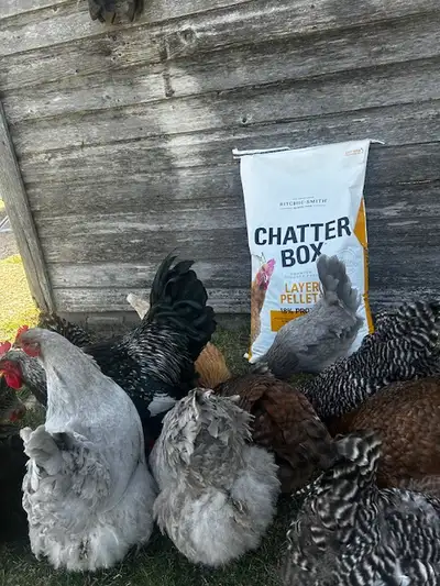 Looking for a high-quality, Canadian-made, Non-GMO poultry feed that supports the health of your ent...