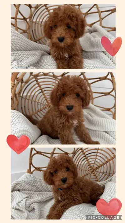 Cockapoo Puppy **Ready to go**, View more