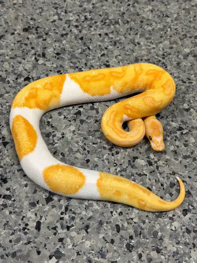 ENCHI DREAMSICLE GROUP, View more