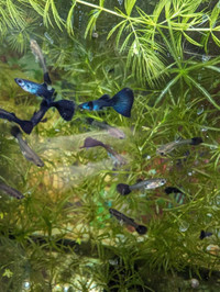 Blue Moscow guppies