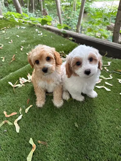 Shihpoo puppies, View more