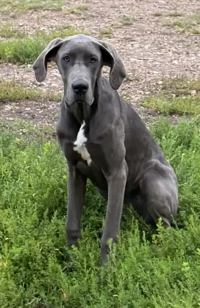 Great Dane puppy, View more