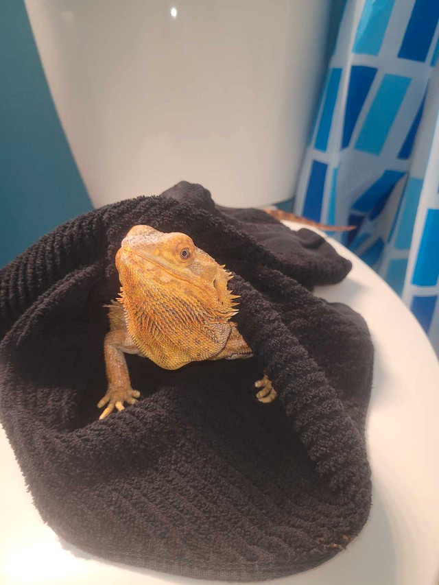 Bearded dragon with supplies in Other Pets for Rehoming in Calgary - Image 2