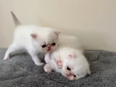 Chatons Exotic et Persan, View more