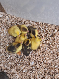 Brand New Muscovy Ducklings!