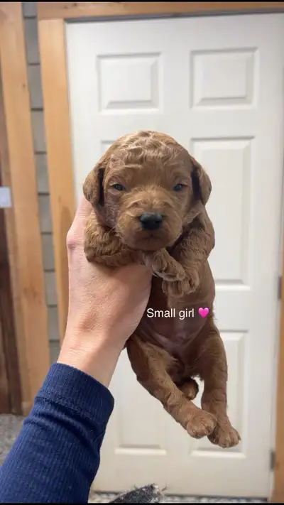 Mini Goldendoodle, View more