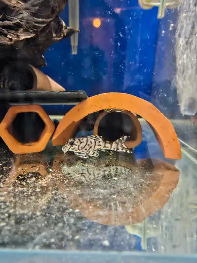 super white L236 pleco fry, View more