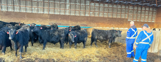 ****BLACK ANGUS AND SIMMANGUS BULLS FOR SALE*** in Livestock in Medicine Hat - Image 3