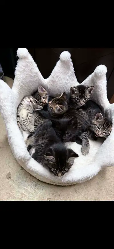 Adorable Kittens Looking for Loving Homes , View more