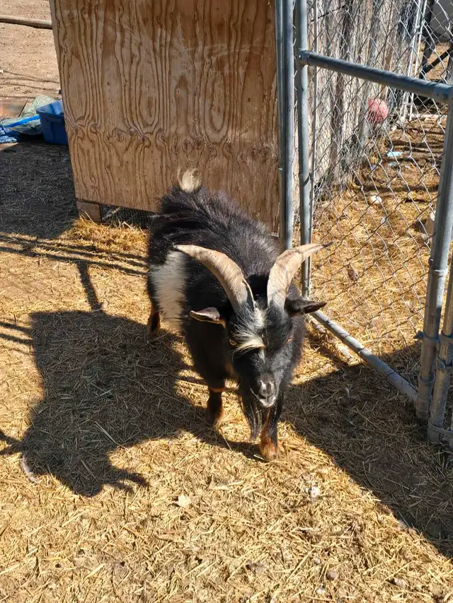 Nigerian Buck in Livestock in Quesnel - Image 3
