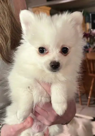 first vaccinations and dewormed eating hard food and drinking water. Started on pee pad training. Co...