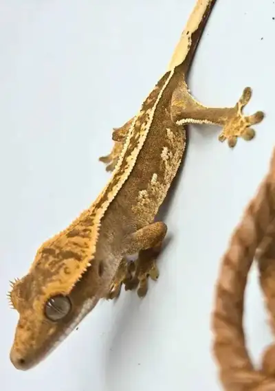 Selling a Partial Pinstripe Extreme Harlequin Crested Gecko, 6 months old – healthy, active, and fee...