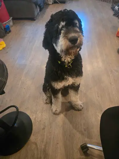 1 yr old bernadoodle, View more