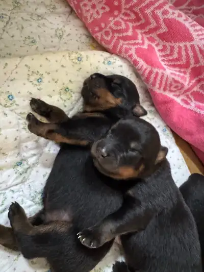 Beautiful Homeraised Rottweiler Puppies 7 Males & 3 Females Available Born May 12, 2025 Tails Docked...
