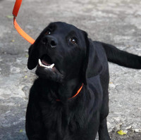Free Black  Male Labrador for rehoming 