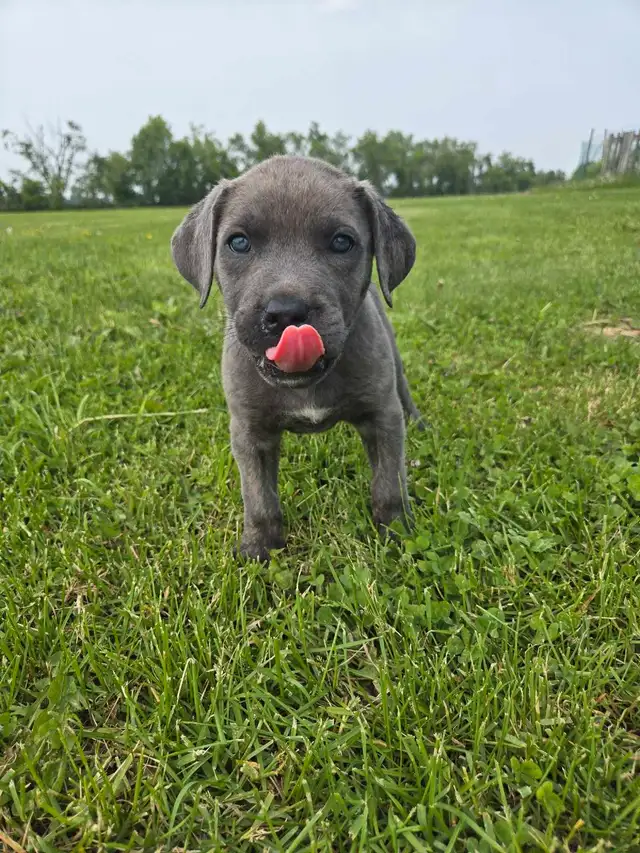 Cane Corso Puppies - 7 Weeks Old in Dogs & Puppies for Rehoming in Barrie - Image 10