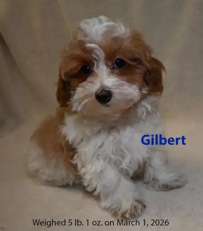 Maltipoo Pups, View more