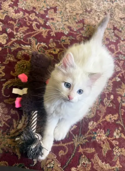 Adorable female ragdoll kitten, View more