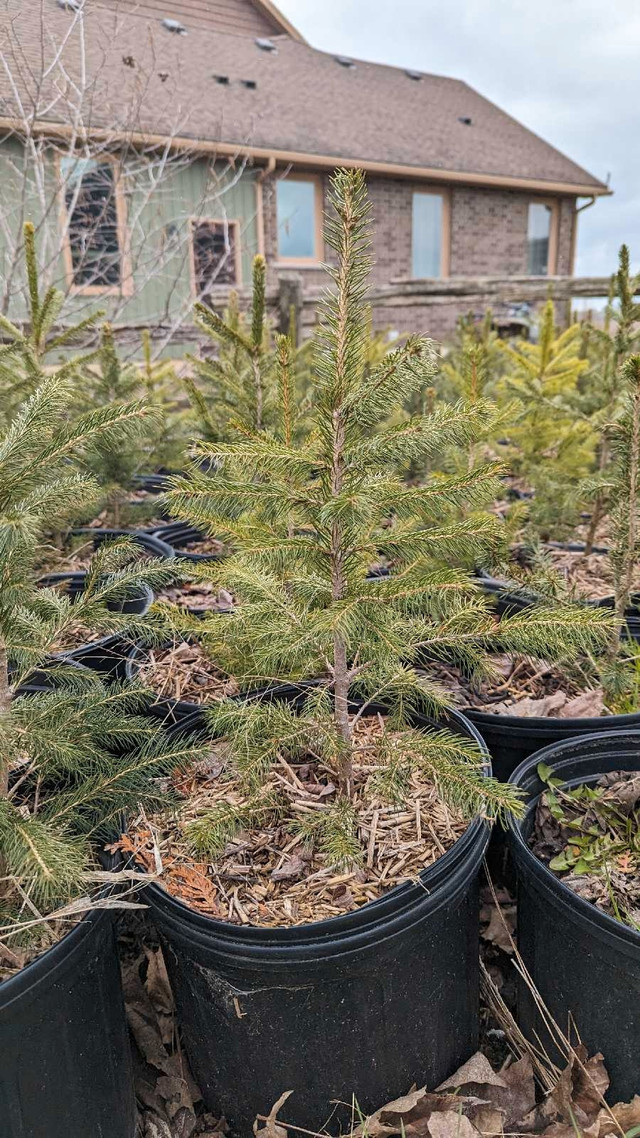 Norwegian spruce for sale  in Plants, Fertilizer & Soil in Norfolk County - Image 4