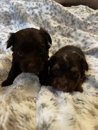 BEAUTIFUL YORKIES, View more