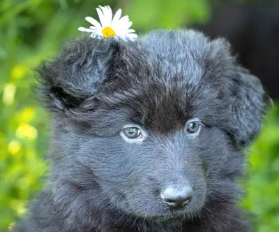 Long Haired Black German Shepherds, View more
