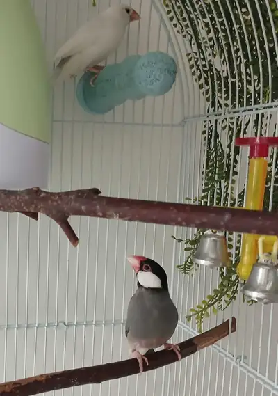 un couple de java reproducteur , View more