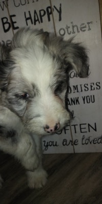 Moyen Aussiedoodle Puppy, one left!