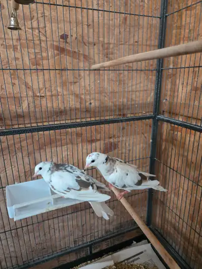 Pair of Doves, View more