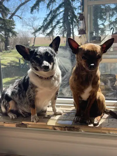 chihuahua dog in Dogs & Puppies for Rehoming in British Columbia