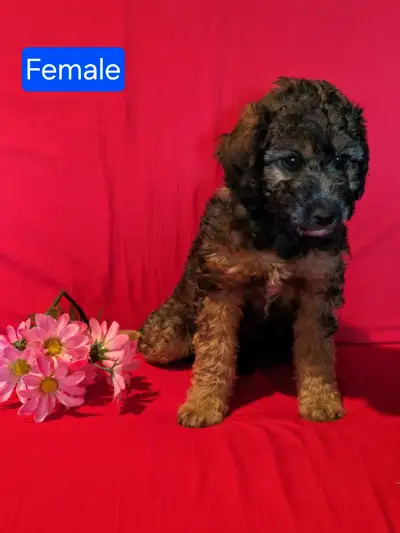 Sweet Mini Aussiedoodles, View more