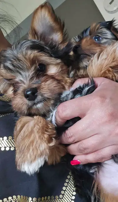 Best, loving homes with another small dog in the home preferred. Experience and time preferred for t...