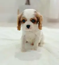 Cavalier King Charles - male puppy