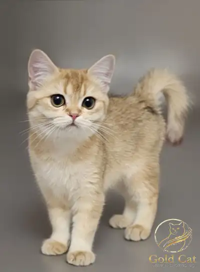 British Shorthair Golden Chinchilla for sale, View more