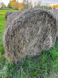 Hay For Free