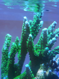 Bali green slimer SPS coral frags