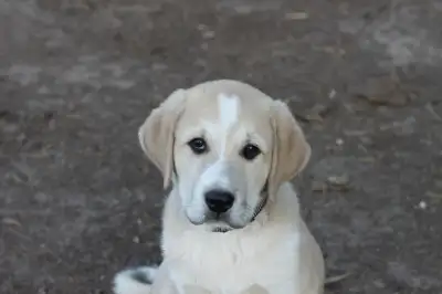 Livestock Guardian puppies for sale, View more