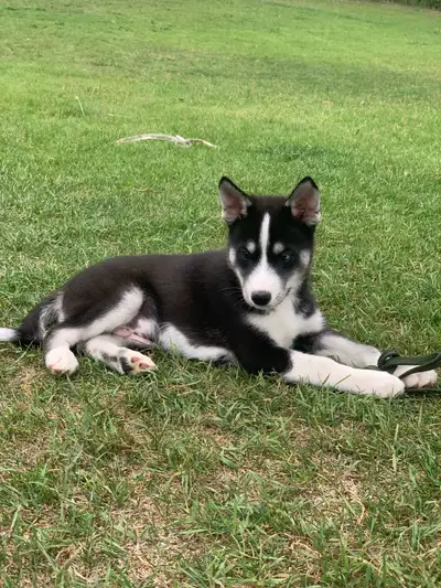 Pomsky puppies , View more