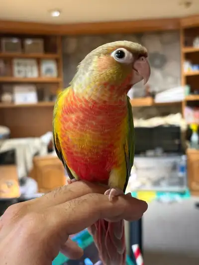 ❤️ Fully Weaned Conure Ready to Go Friendly and Tamed ❤️, View more