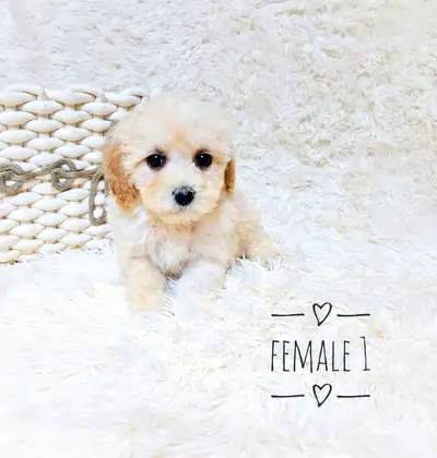 These little puppies are ready to meet their new forever family. They are raised in a loving, home e...