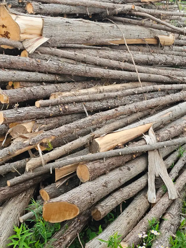 Cedar logs for sale