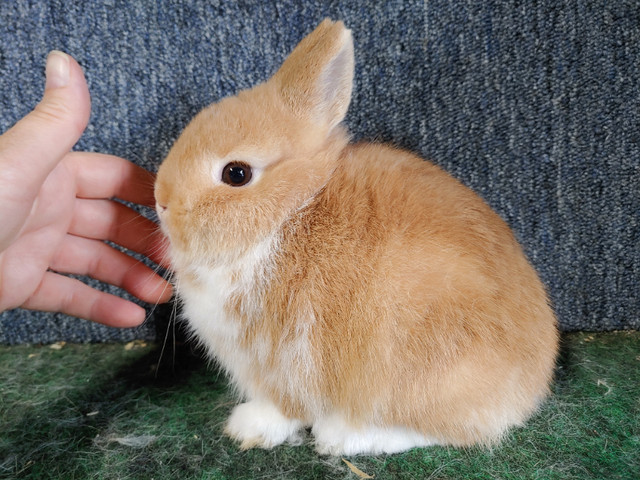 EXTRAORDINARY NETHERLAND DWARF BABY BUNNIES in Small Animals for Rehoming in Kingston - Image 4