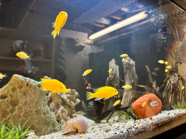 CICHLIDS FISH FOR SALE Aquarium Rocks - Pickering  in Fish for Rehoming in City of Toronto - Image 6