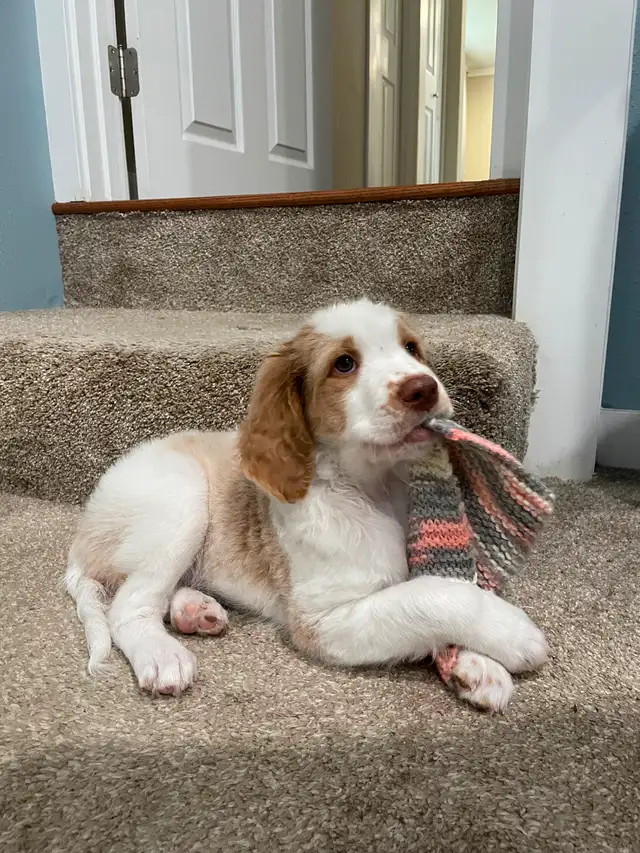 Spangold Retriever -Golden Retriever X English Springer Spaniel in Dogs & Puppies for Rehoming in Vernon - Image 11