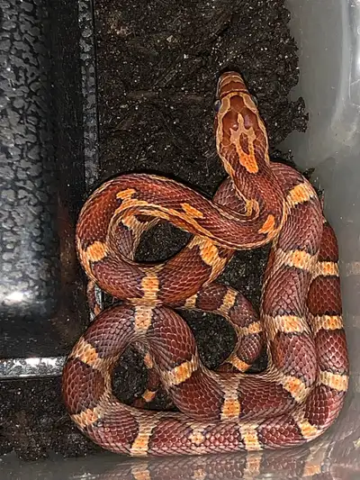 2025 - Deep Red Masque Het Motley +, View more